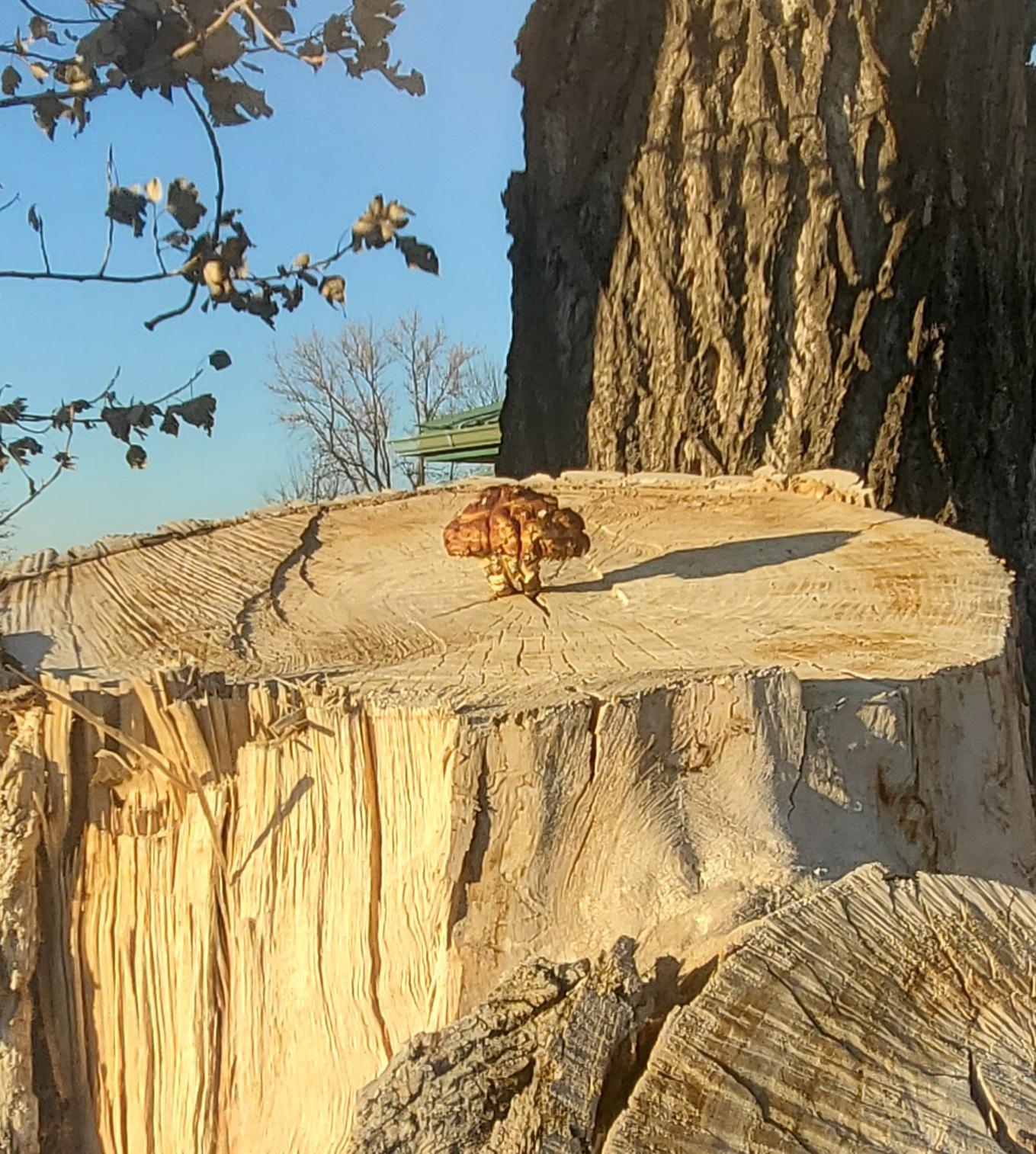 a-mushroom-that-looks-like-a-mushroom-cloud-scrolller