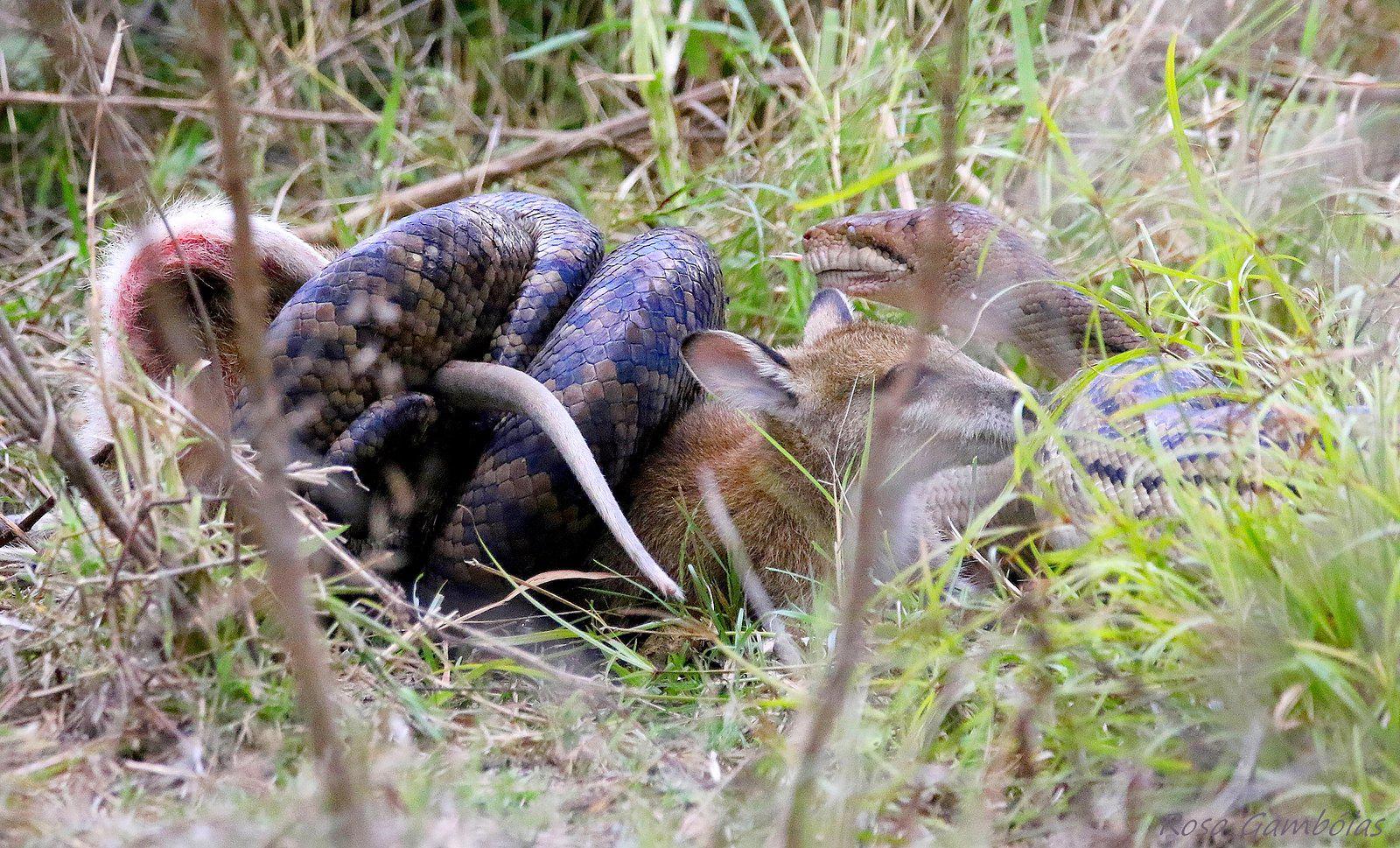 A scrub python constricting a young wallaby scrolller