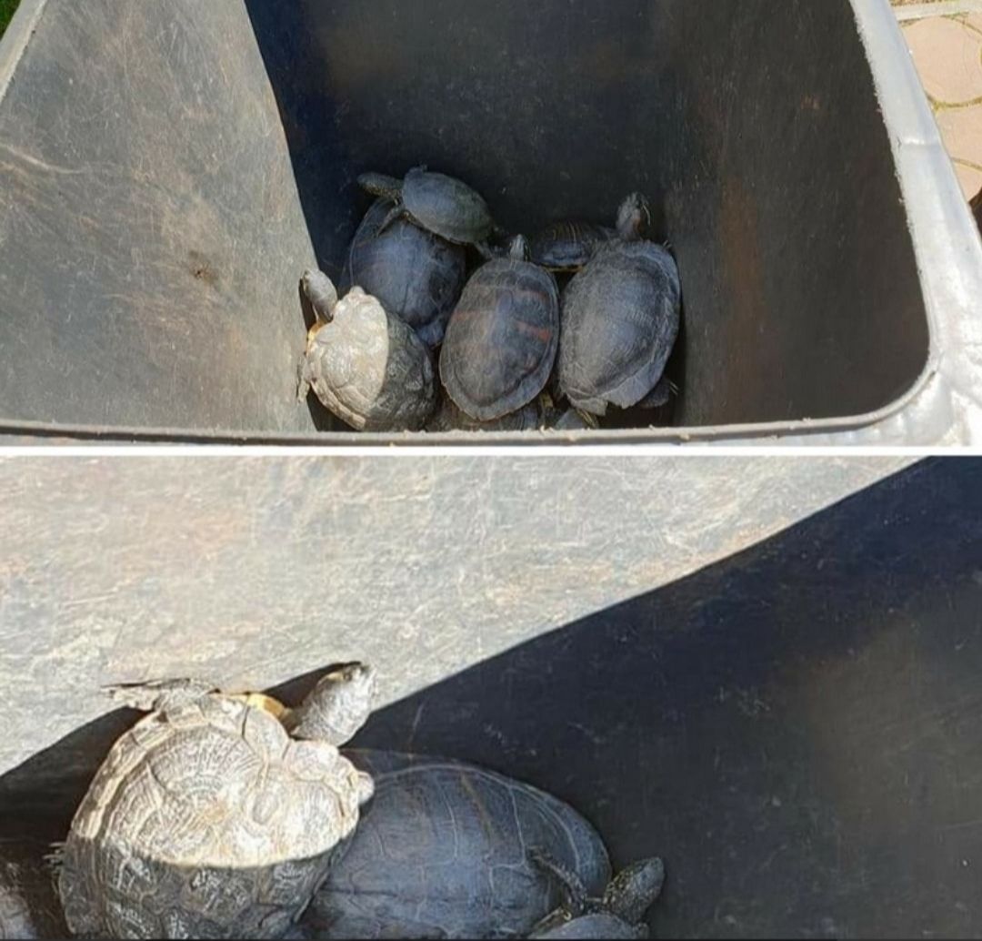 Abandoned turtles thrown away in a bin Scrolller