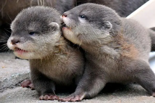 Adorable Love