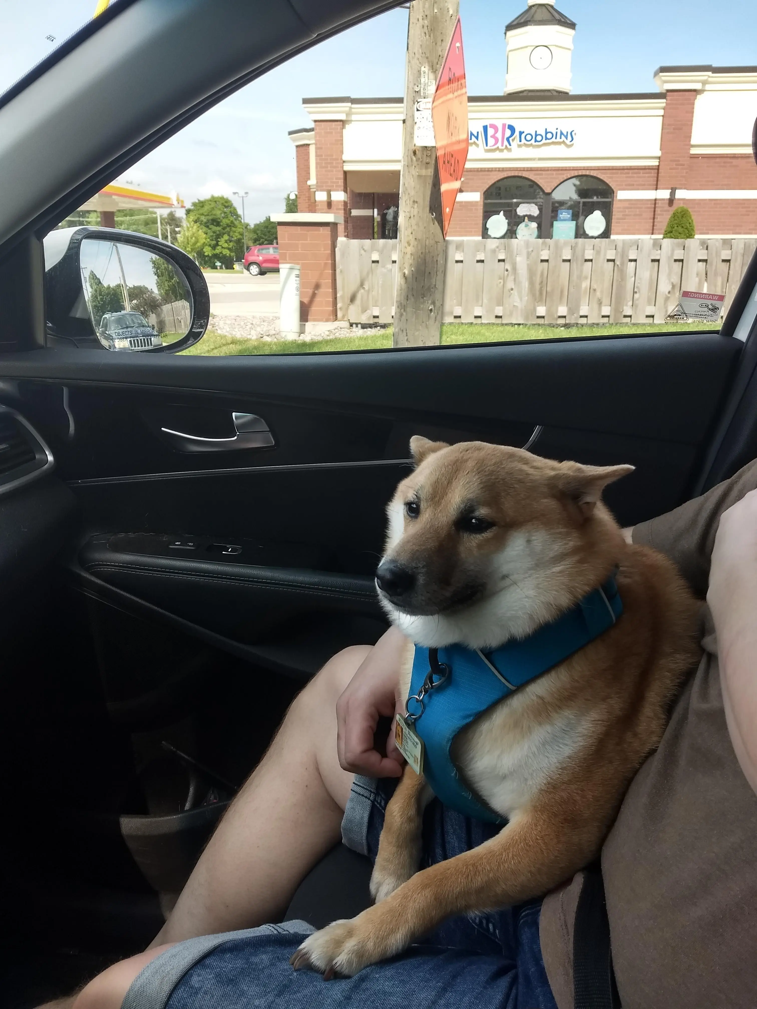 Airplane ears after dog park.
