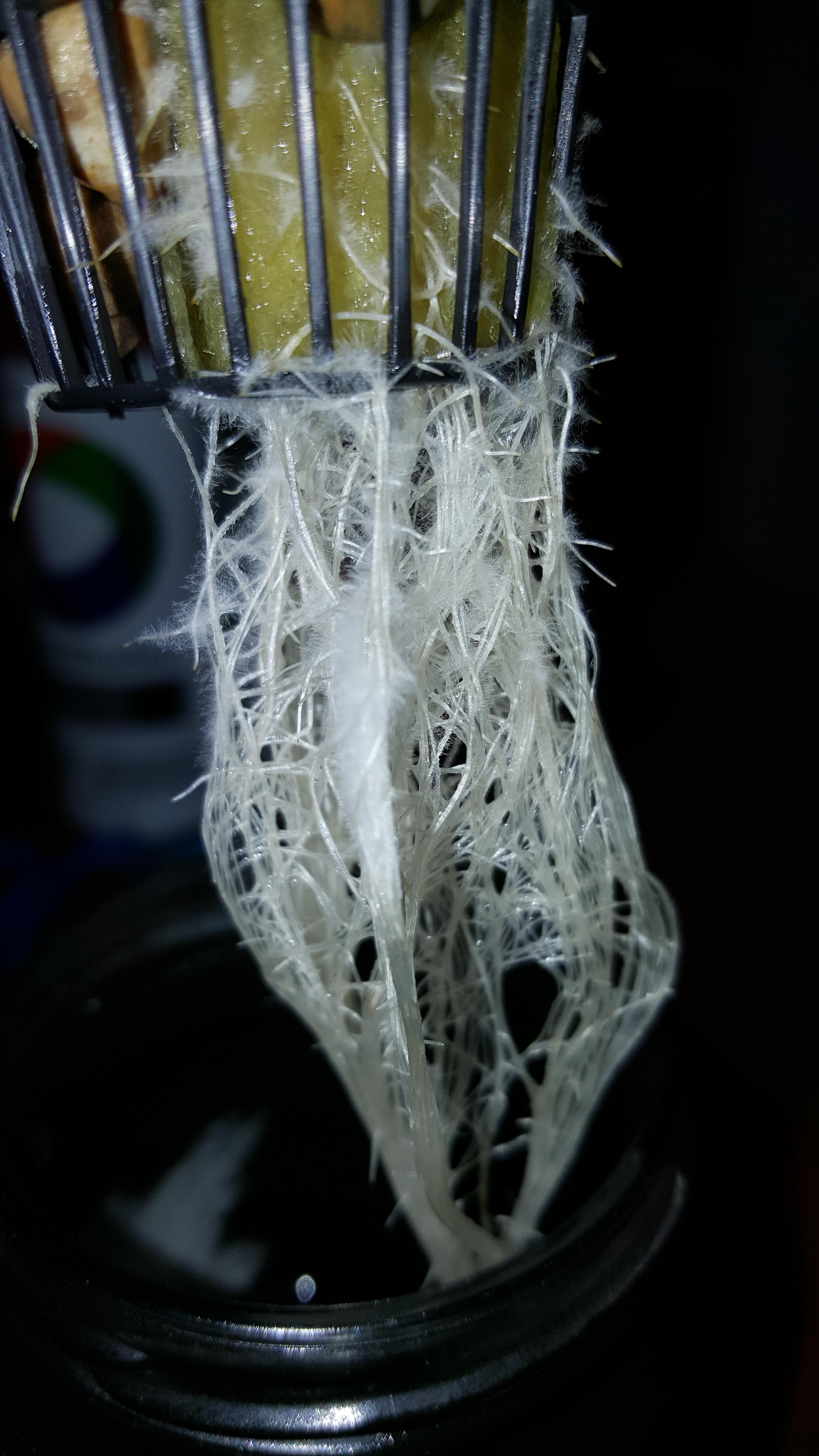 Are these roots healthy or is that white mold growing on the roots ...