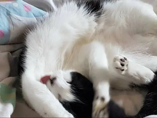 A goofy black and white cat lying on its back with its tongue sticking out in a noodlebones pose.