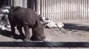 Baby black rhino inspecting a rock