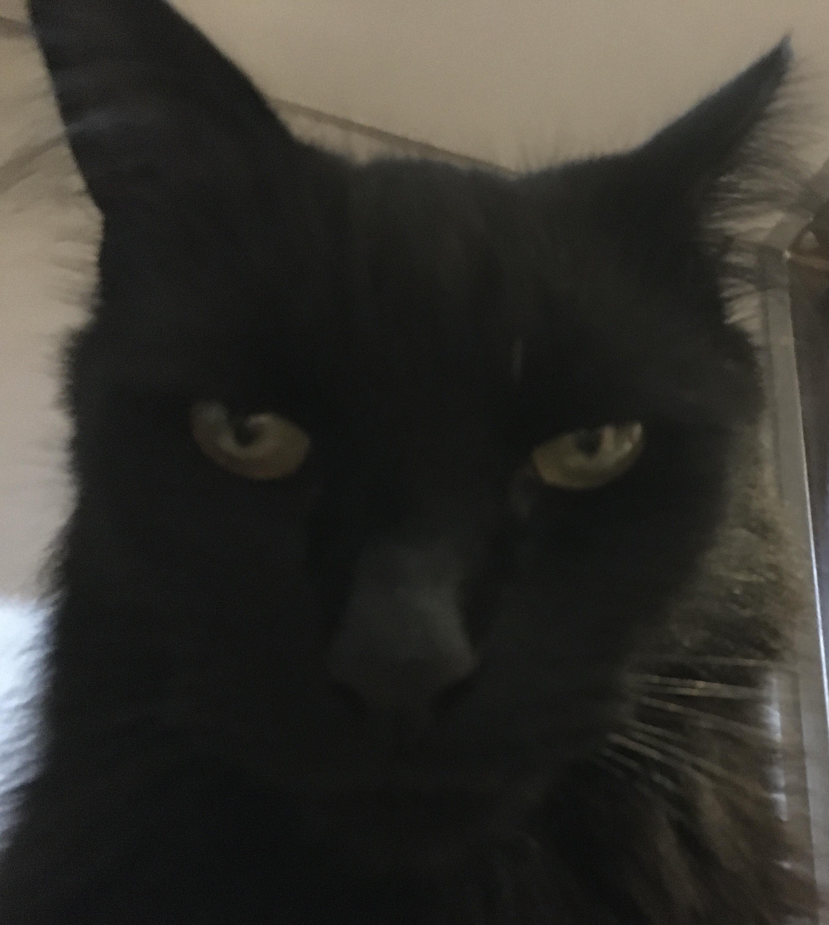 Based on this image whats my cats name Scrolller