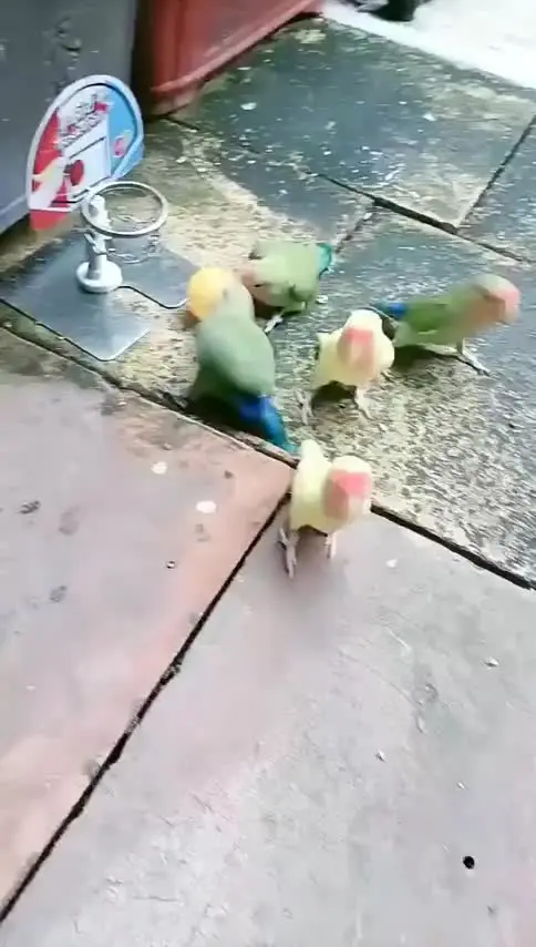Birdball