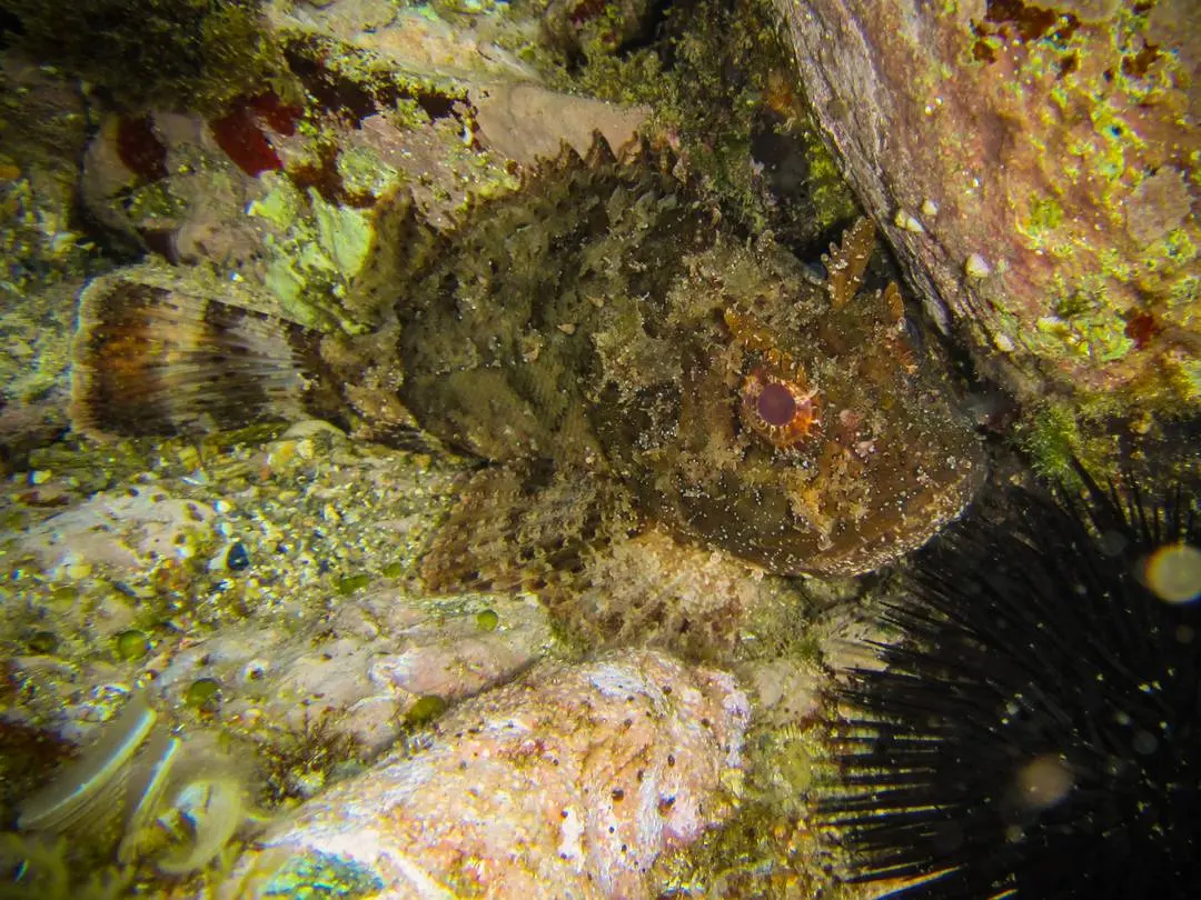 black-scorpionfish-scorpaena-porcus-spain-oc-scrolller