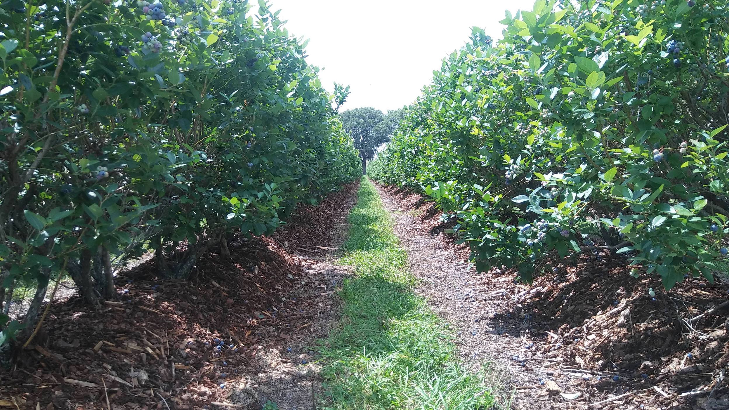 Blueberry Season In Central Florida Scrolller Blueberry season in central florida scrolller