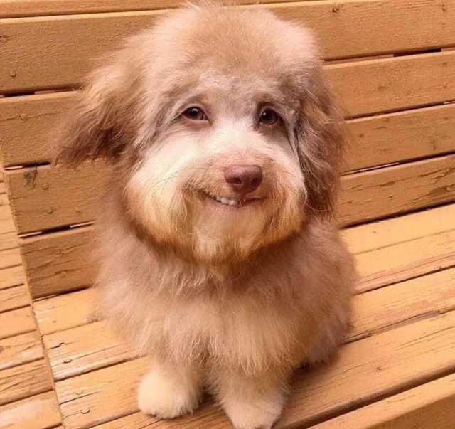 Bob Ross Reincarnated As A Dog | Scrolller