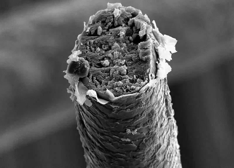 Broken strand of hair under microscope | Scrolller