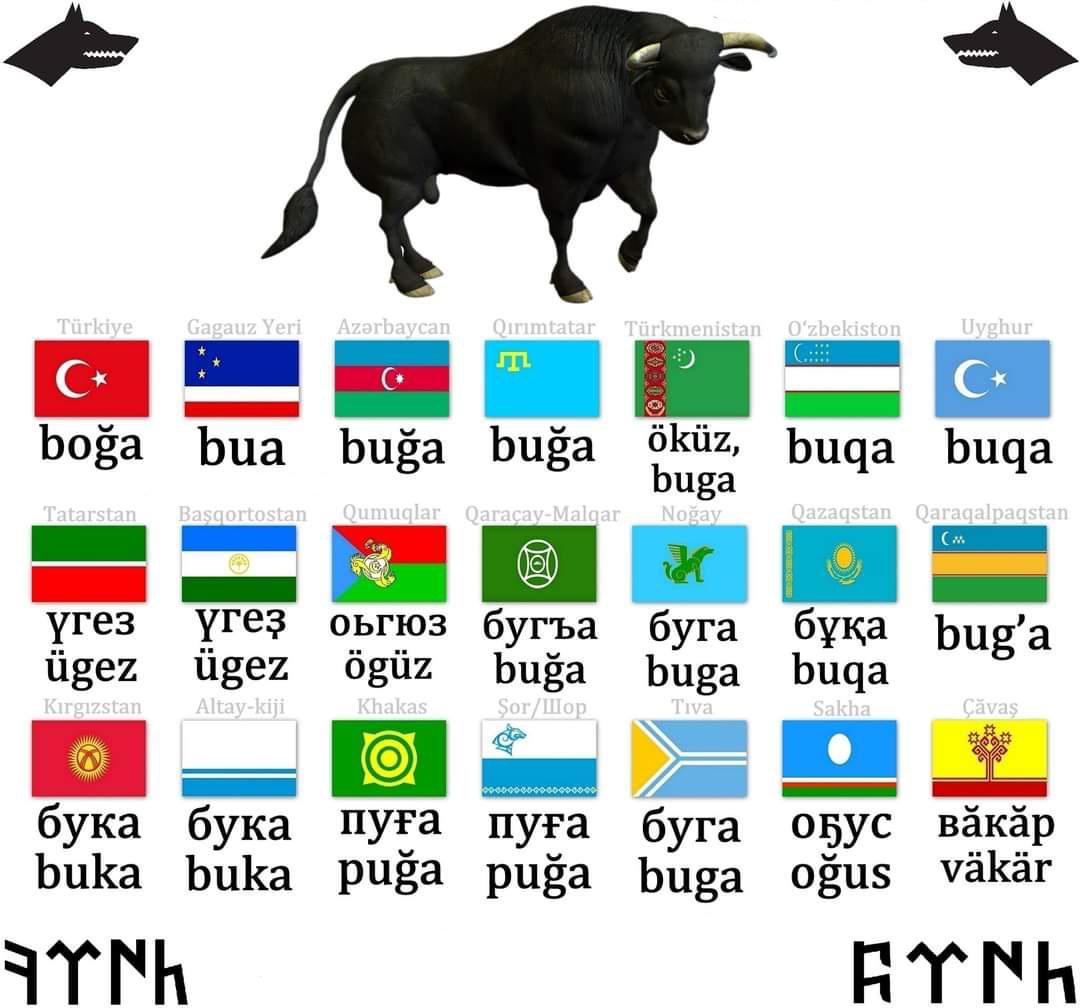 "Bull" in Turkic Languages Scrolller