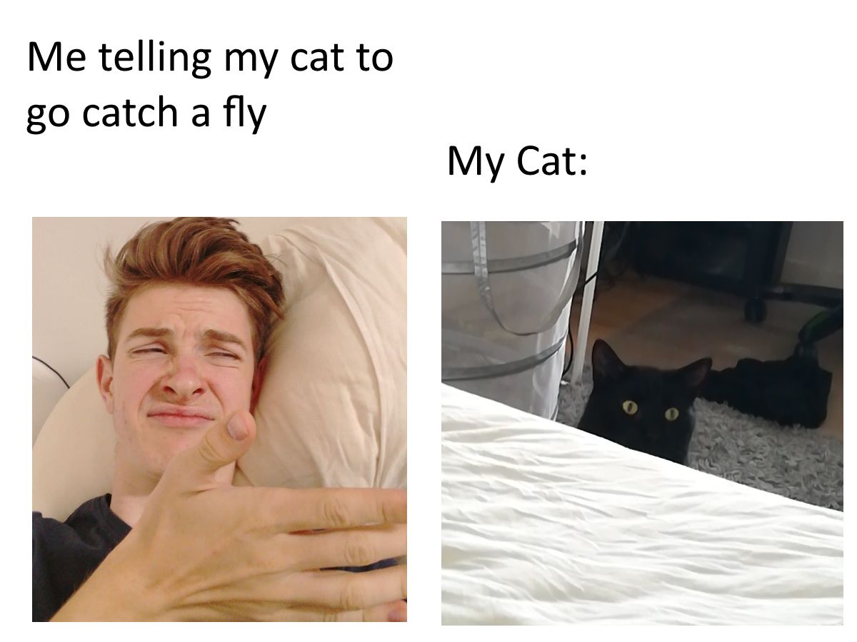 Cat Meme | Scrolller