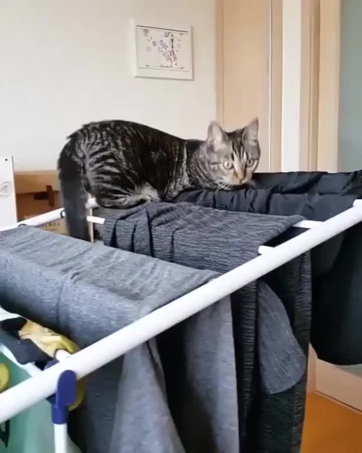 Cat messing with the drying rack | Scrolller