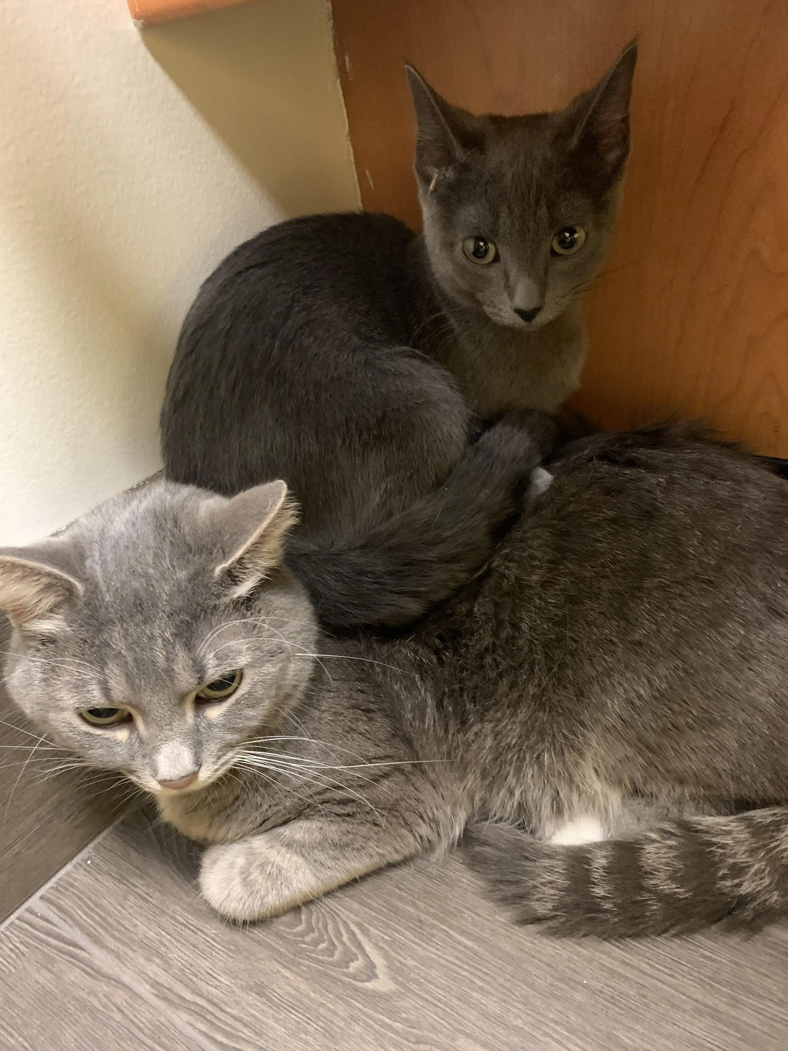 Cat on cat