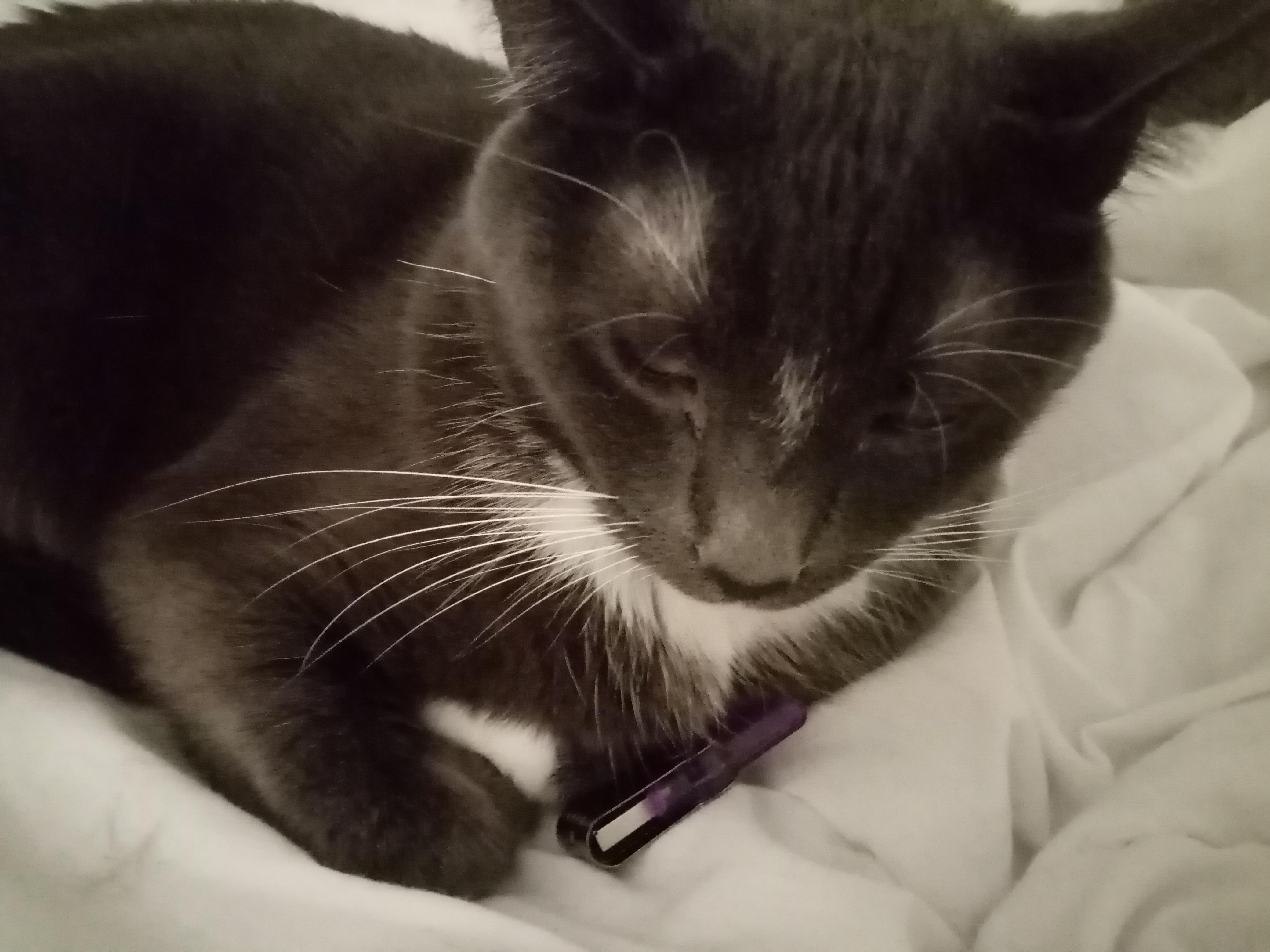 Cat With Linux Mint ISO Scrolller Cat With Linux Mint Iso Scrolller