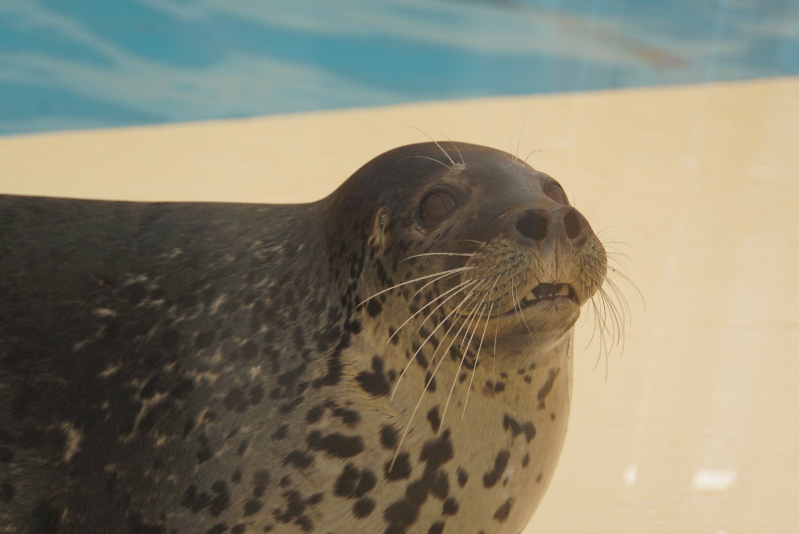 CHONKY SEA DOGGO | Scrolller