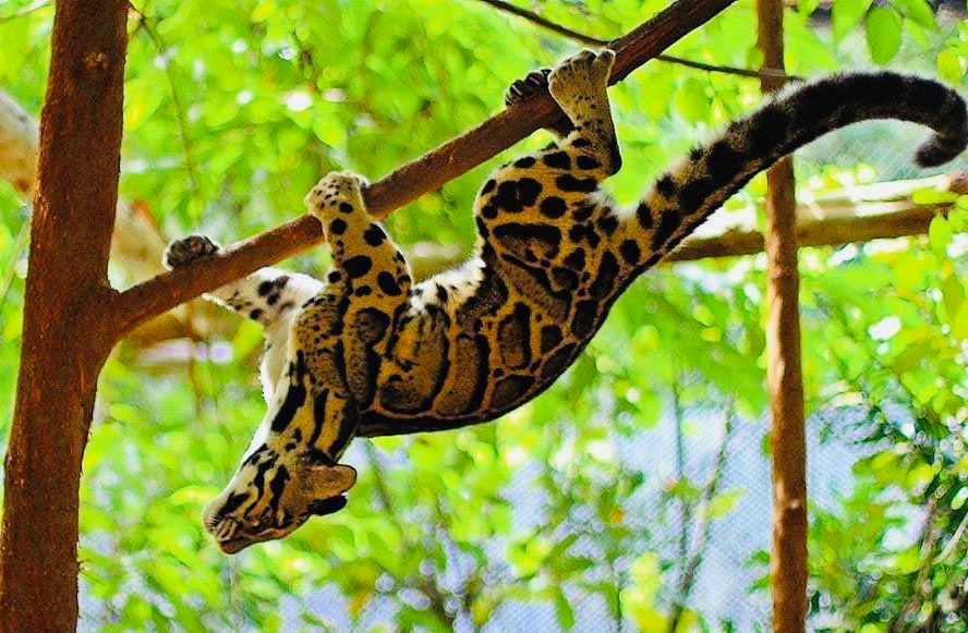 🔥 Clouded Leopard, Meghalaya, India. | Scrolller