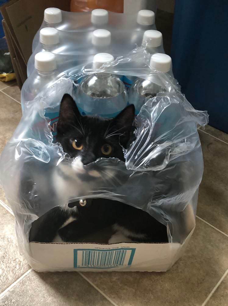 Costco seltzer Scrolller