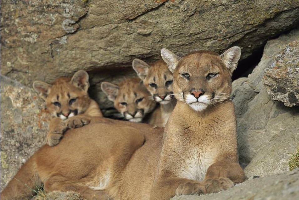 Cougar mother Scrolller