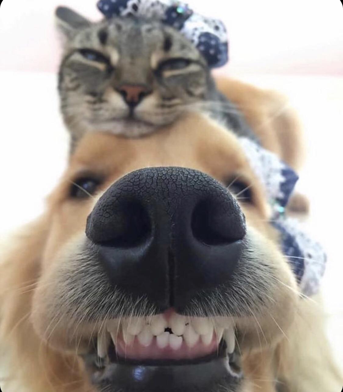 cute boi with cat friend | Scrolller