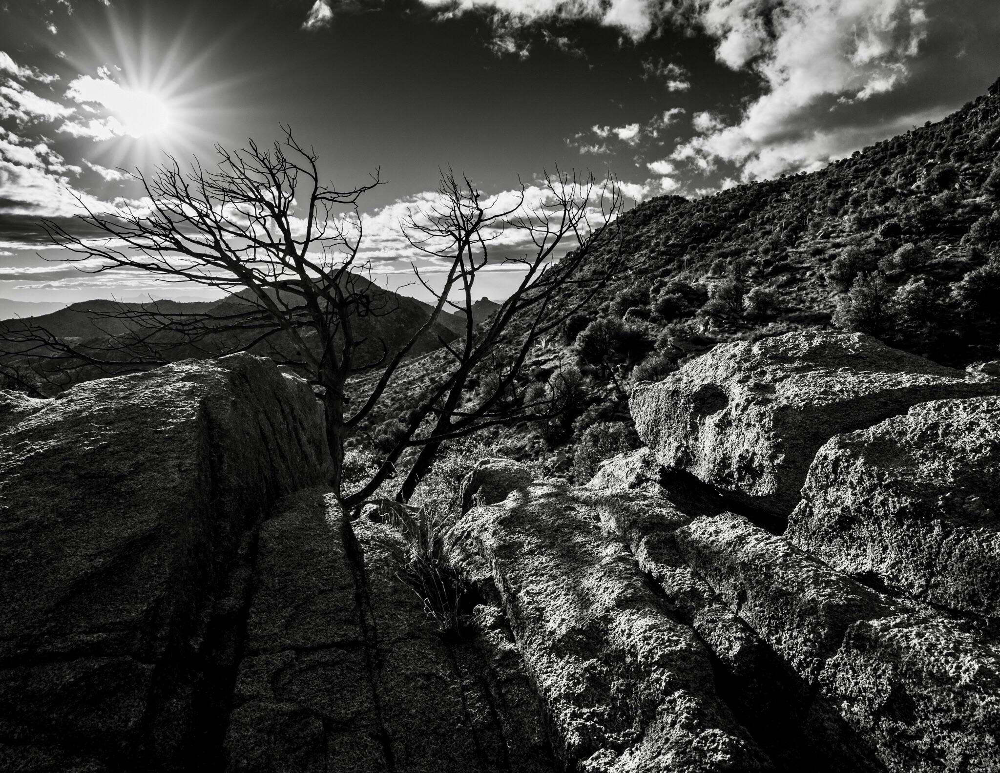 Dead Tree Shadows Dead tree shadow. | Scrolller