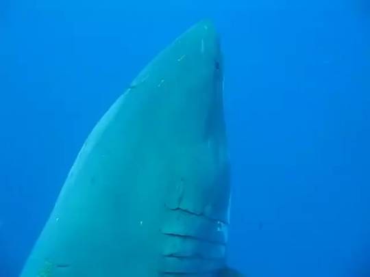 Largest great white ever recorded | Scrolller