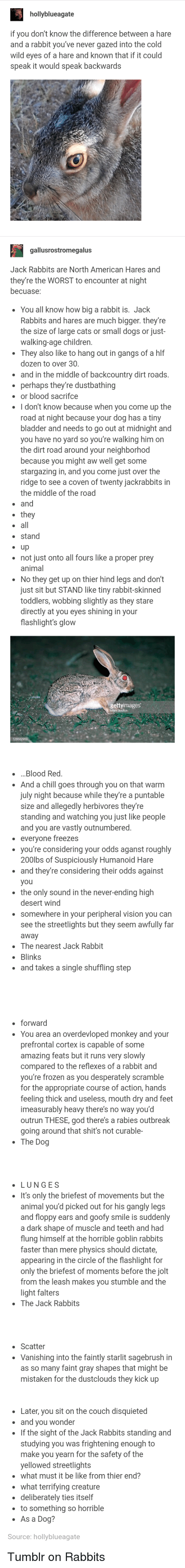 Difference between hare and rabbit (maetel). | Scrolller