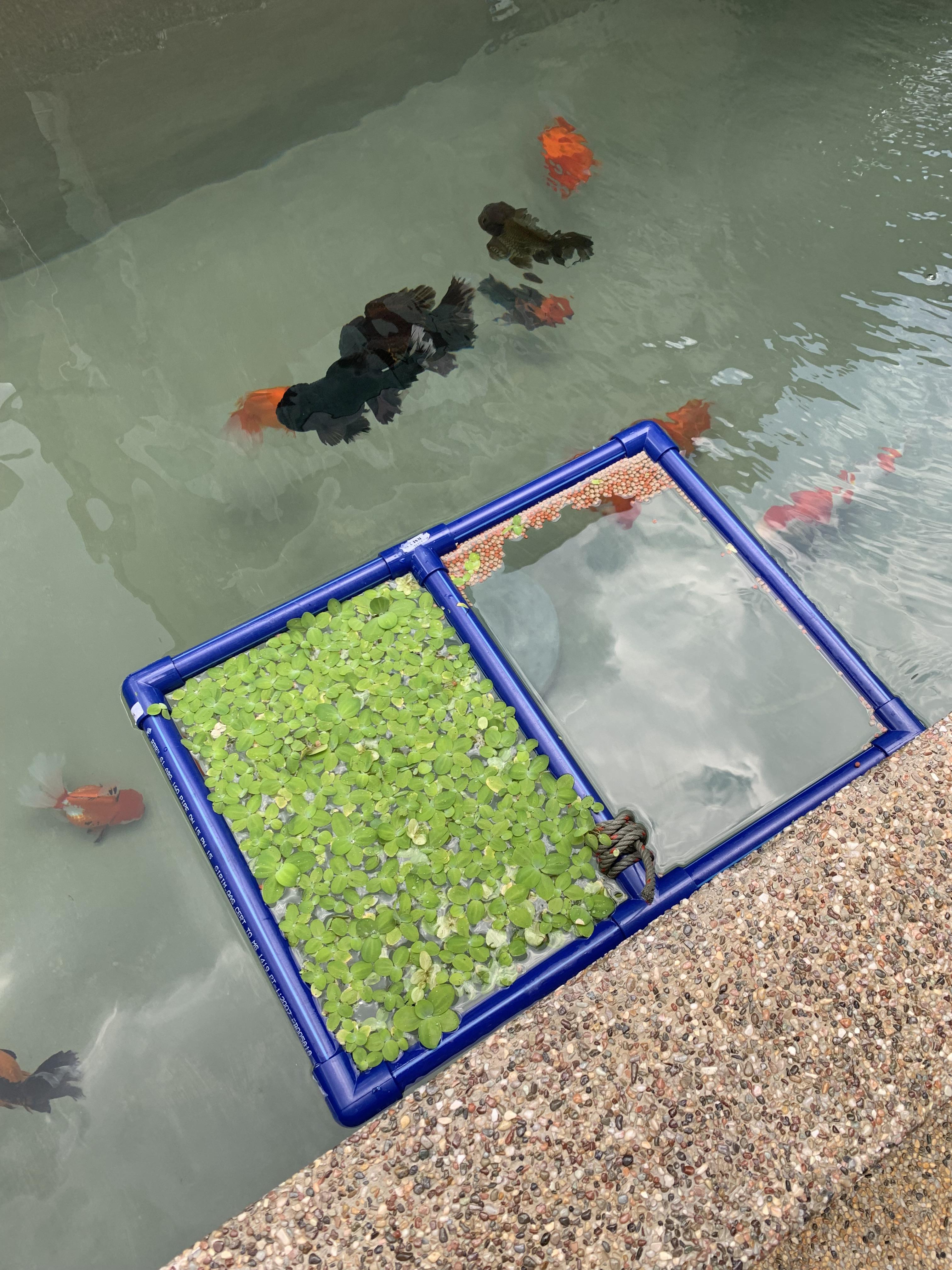 View of Diy feeding station! | Scrolller