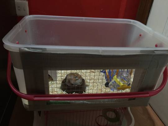 DIY hamster cage