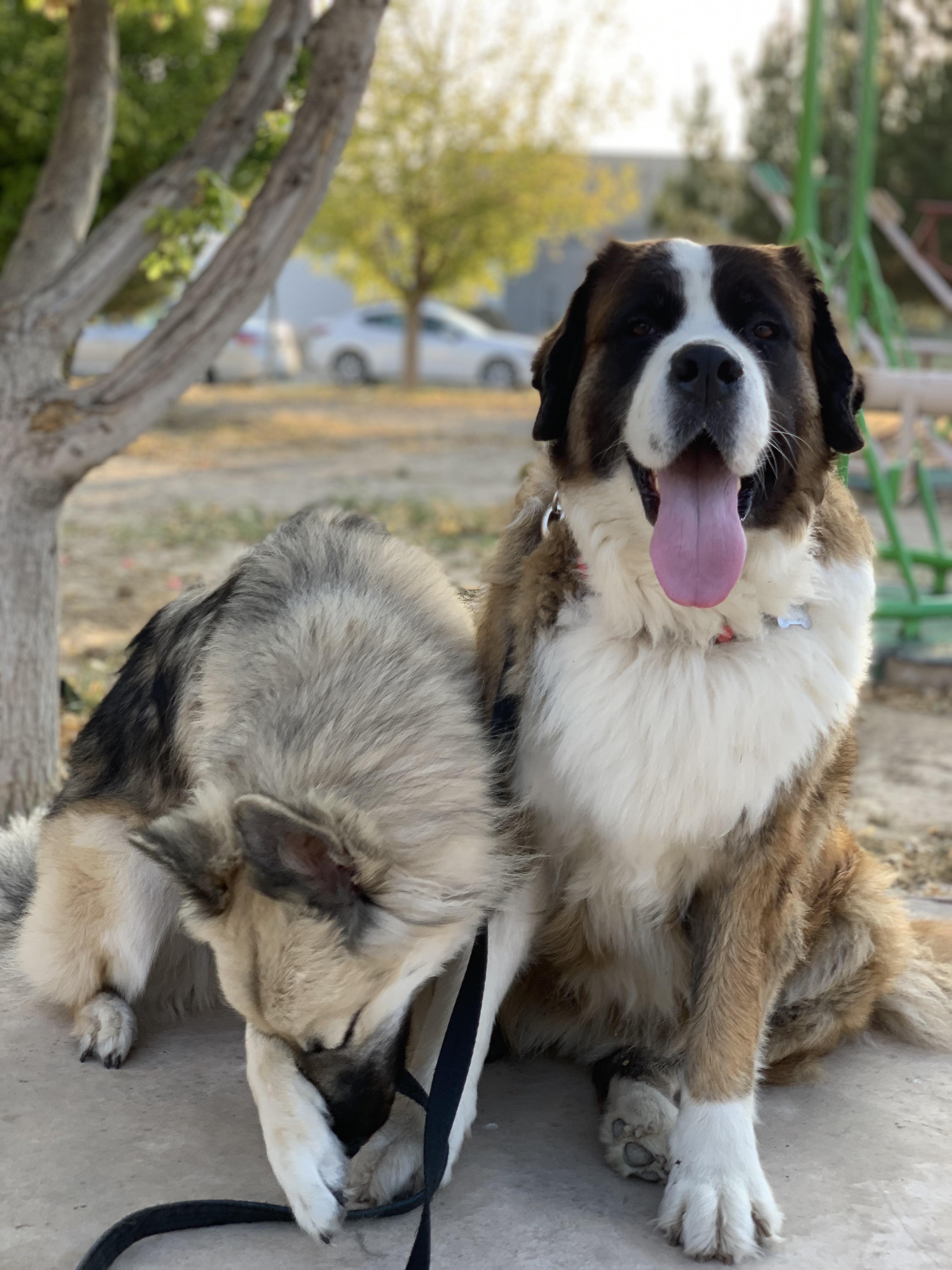 Django is a little shy, but Sophie loves the camera Scrolller