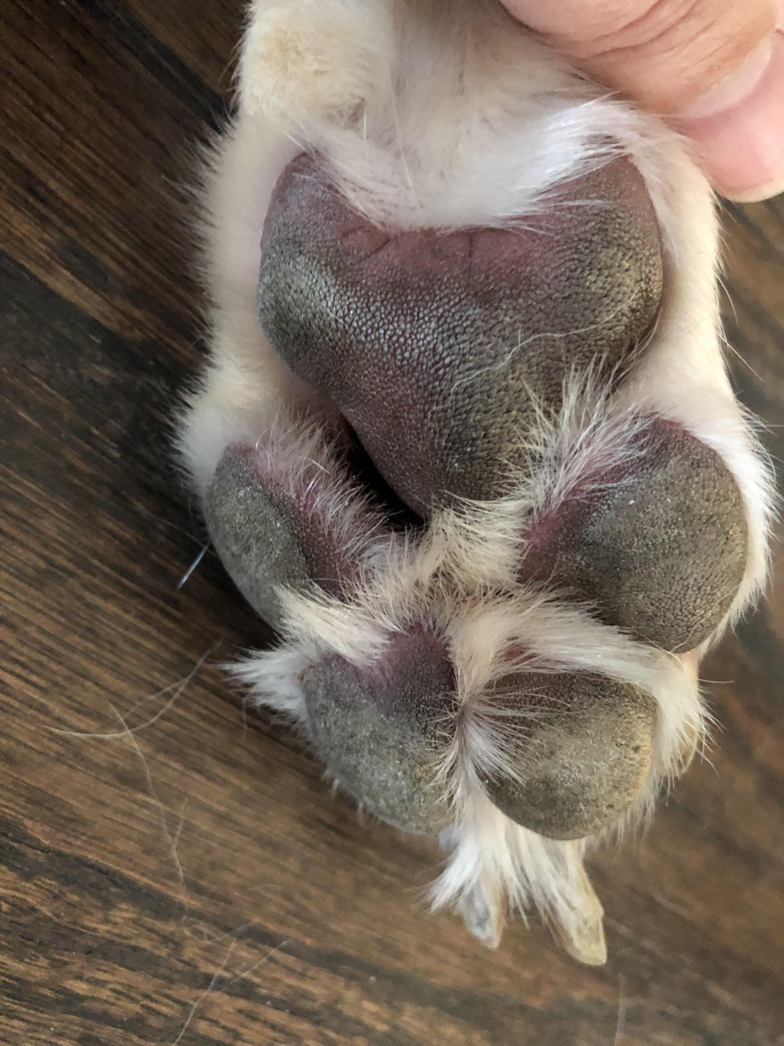 Dog paws look like some type of teddy bear and now I can’t unsee it! 😂