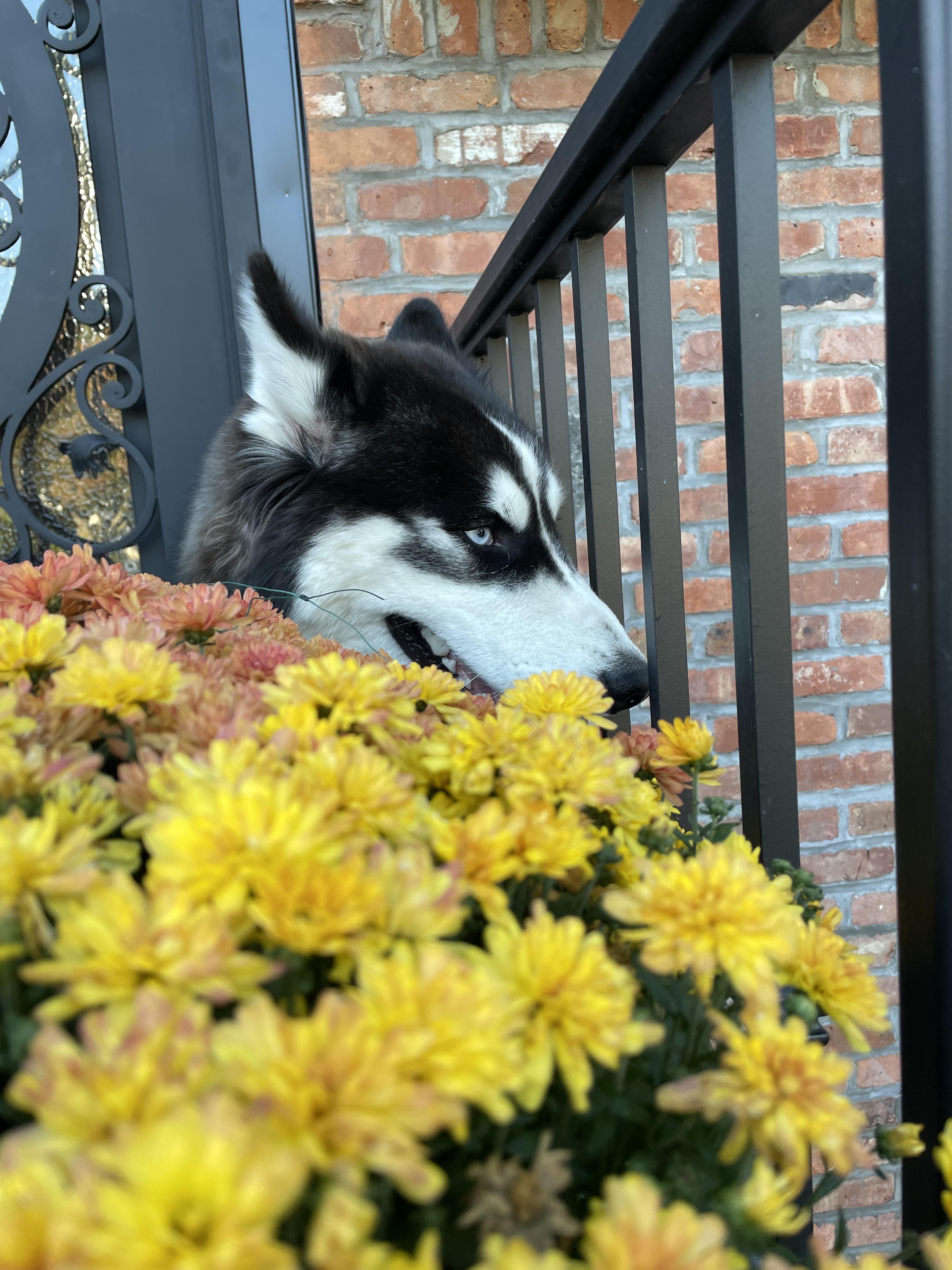 don-t-forget-to-smell-the-flowers-scrolller