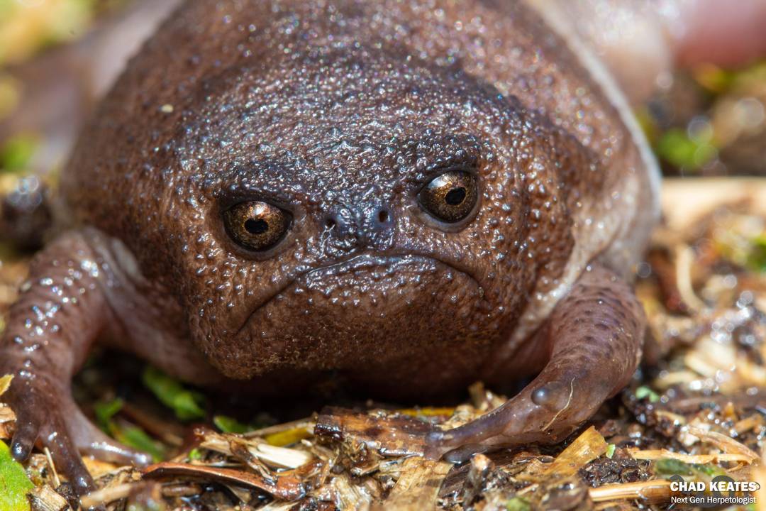 Don t Mess With Him An Angry Looking Black Rain Frog Scrolller don-t-mess-with-him-an-angry-looking-black-rain-frog-scrolller