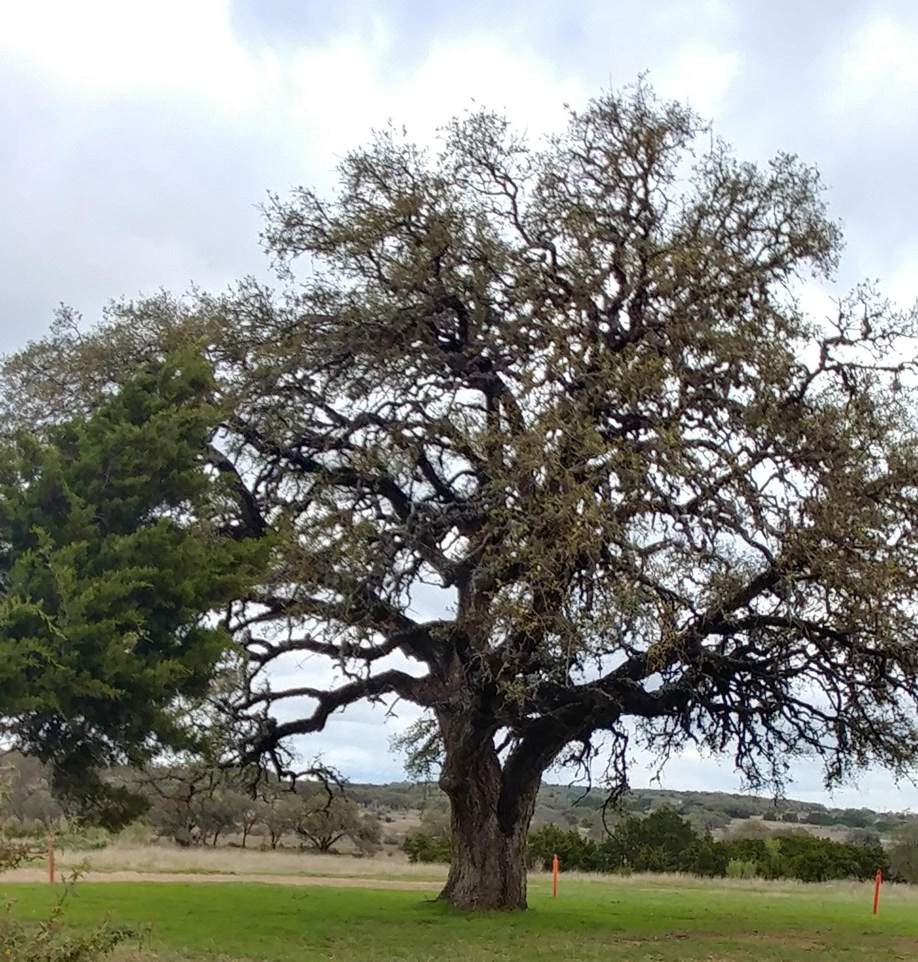 Dripping Spings Texas. Beautiful Tree at State Pari | Scrolller