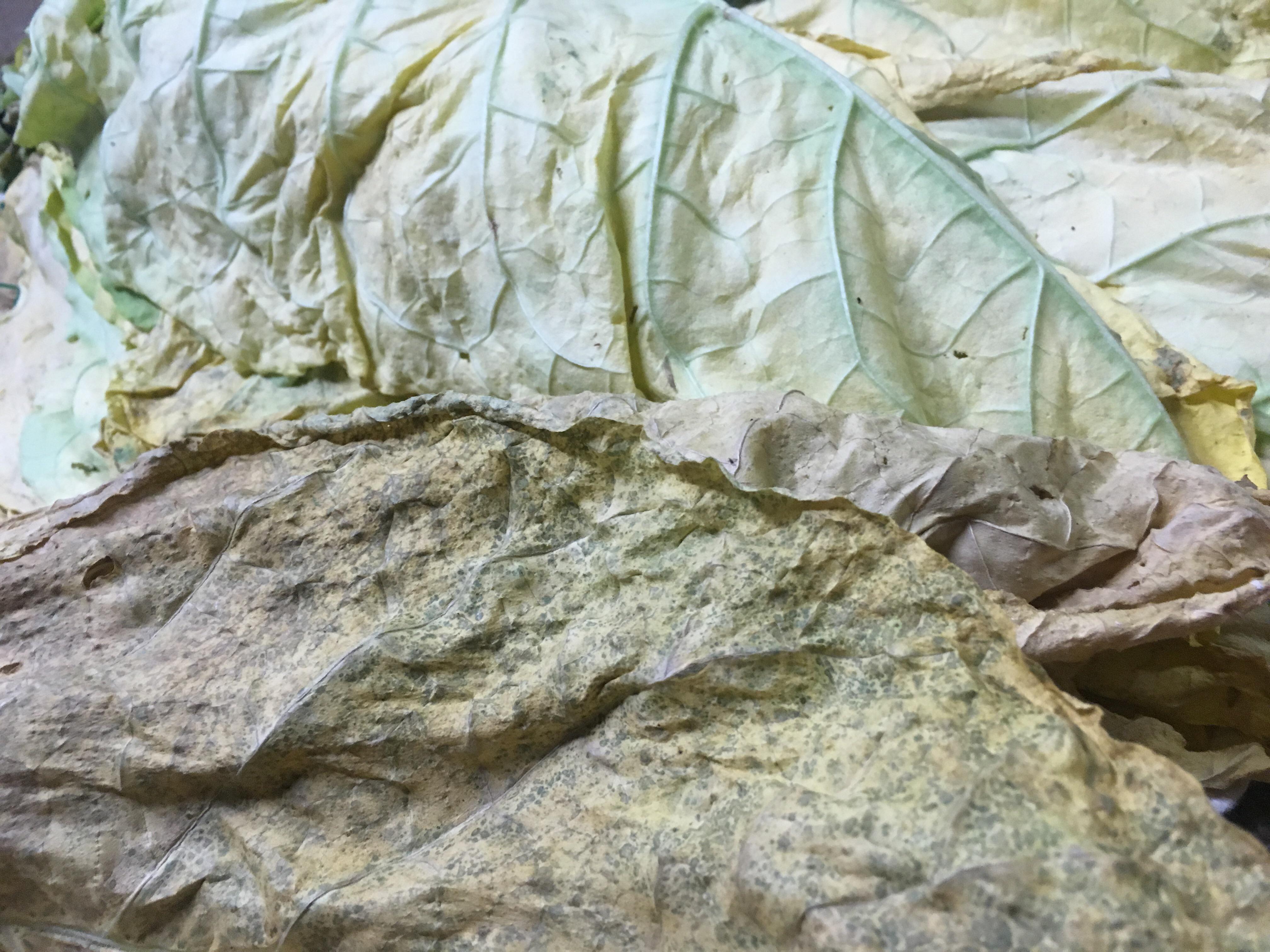 Drying and curing, what are these spots on the bottom one? It’s my