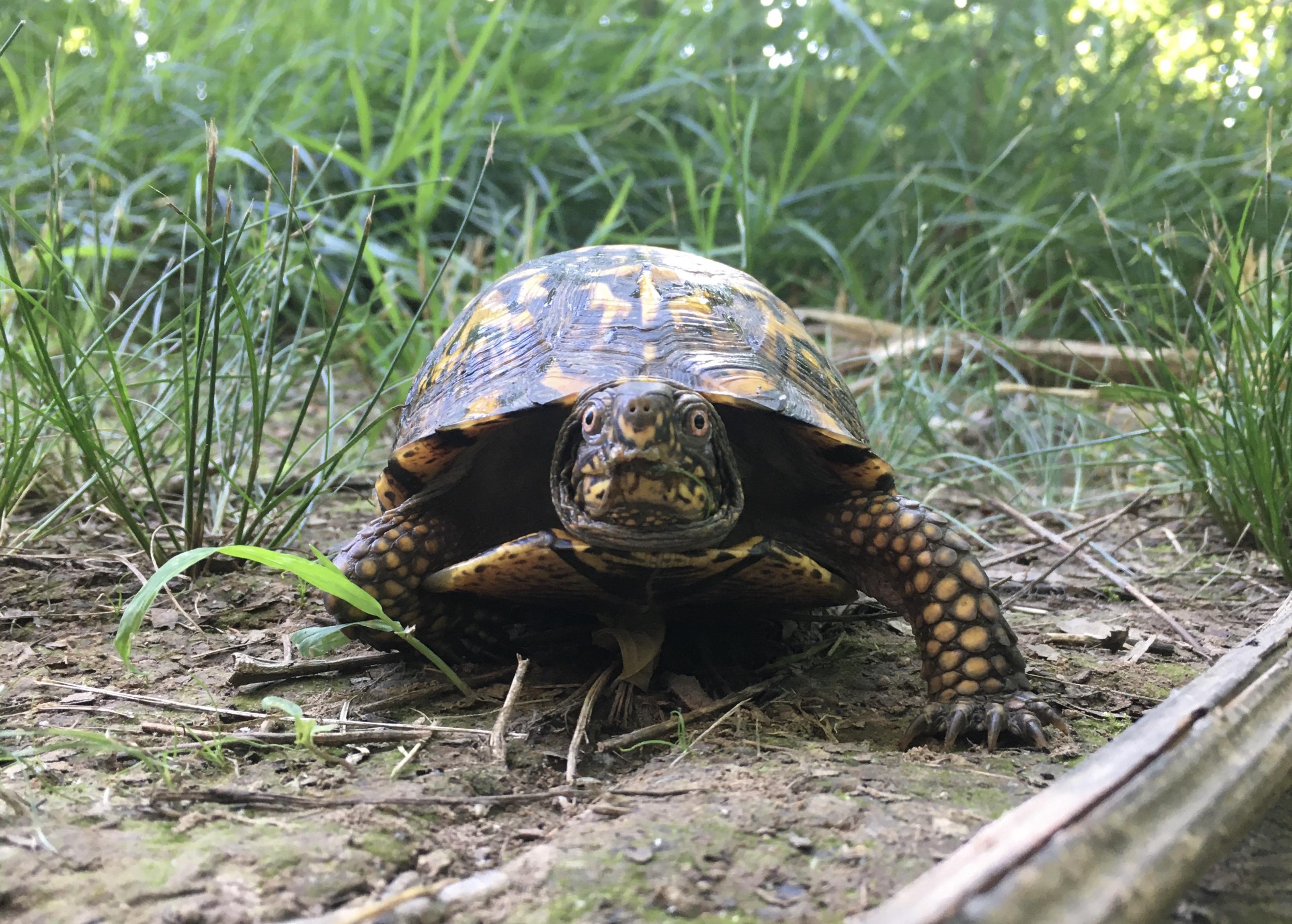 Eastern Box Turtle - Jackson Creek Floodplain | Scrolller