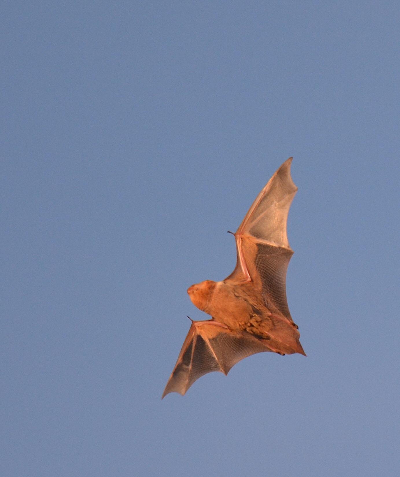 Red Bat Capture Eastern Red Bat in flight, Mills River NC | Scrolller