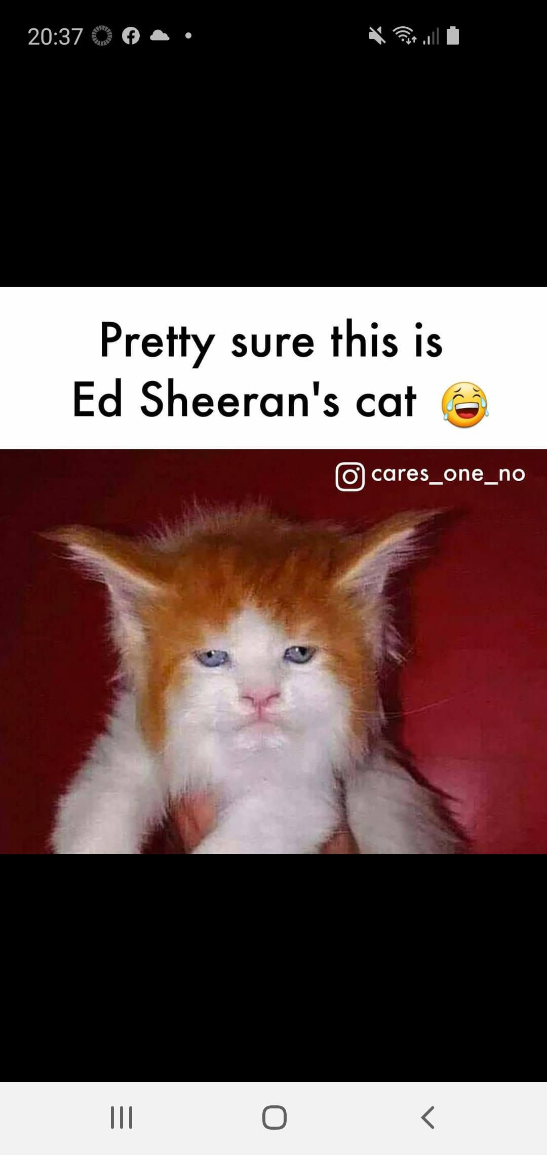 Ed's cat | Scrolller