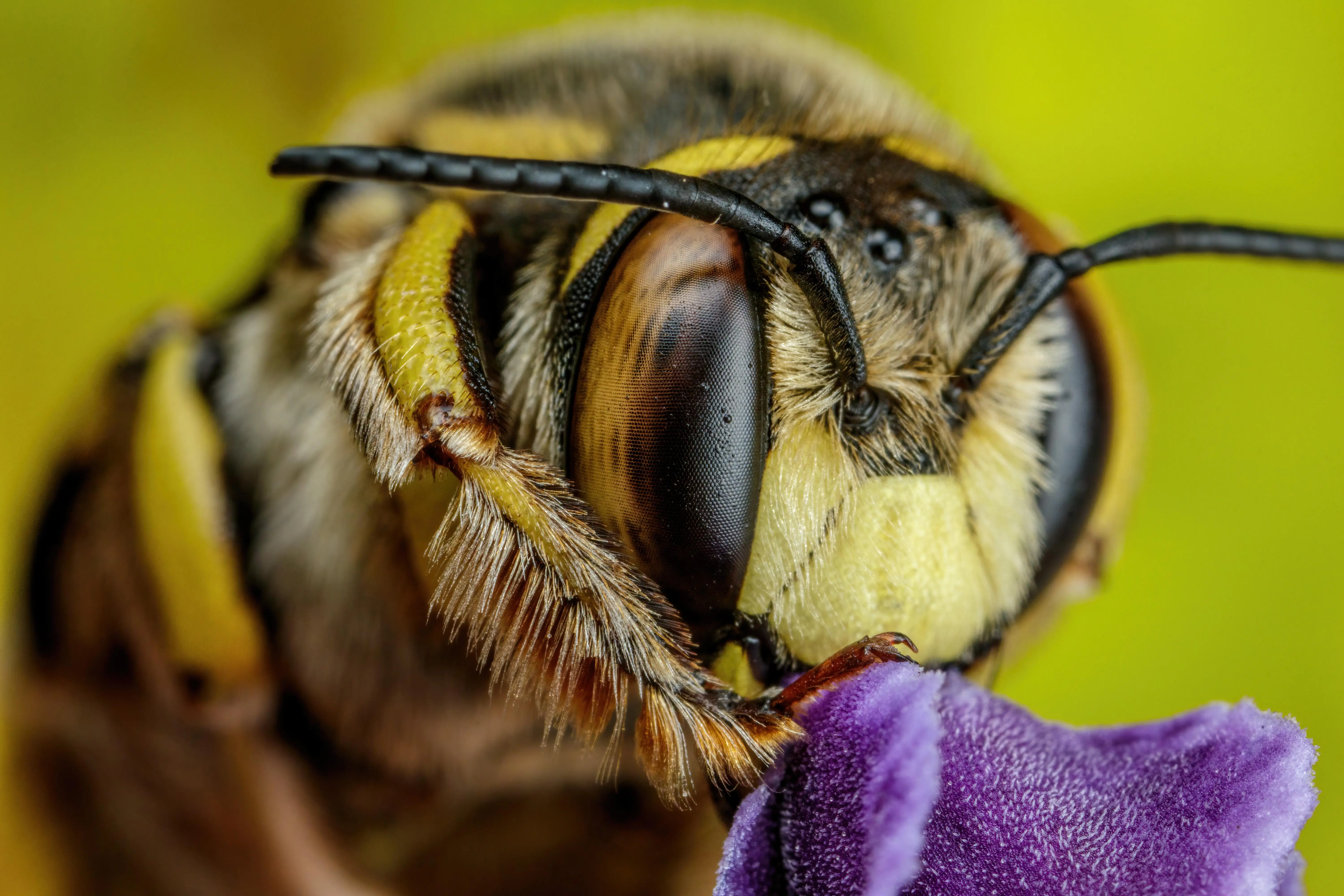 European Wool Carder Bee V [6000x4000] [OC] | Scrolller