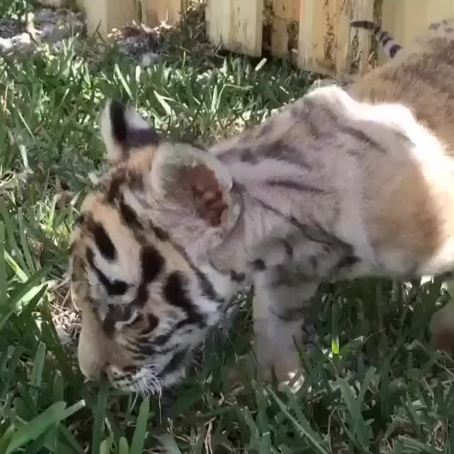 The Uncharted Territory of Feminization: Exploring the Causes, Effects, and Debates Surrounding Female-Identifying Men and Male-Spectrum Women