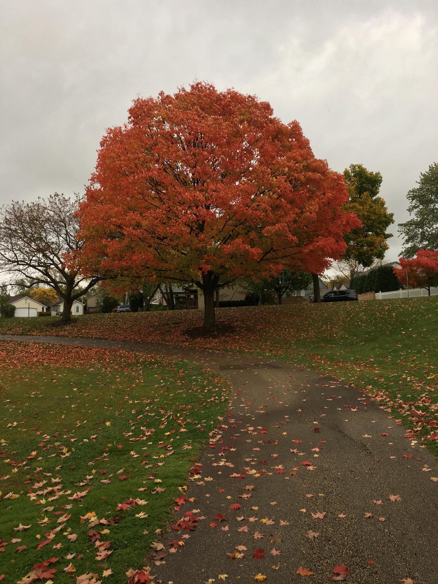 Fall Tree That s Now Just Branches Scrolller Fall Tree That s Now Just Branches Scrolller
