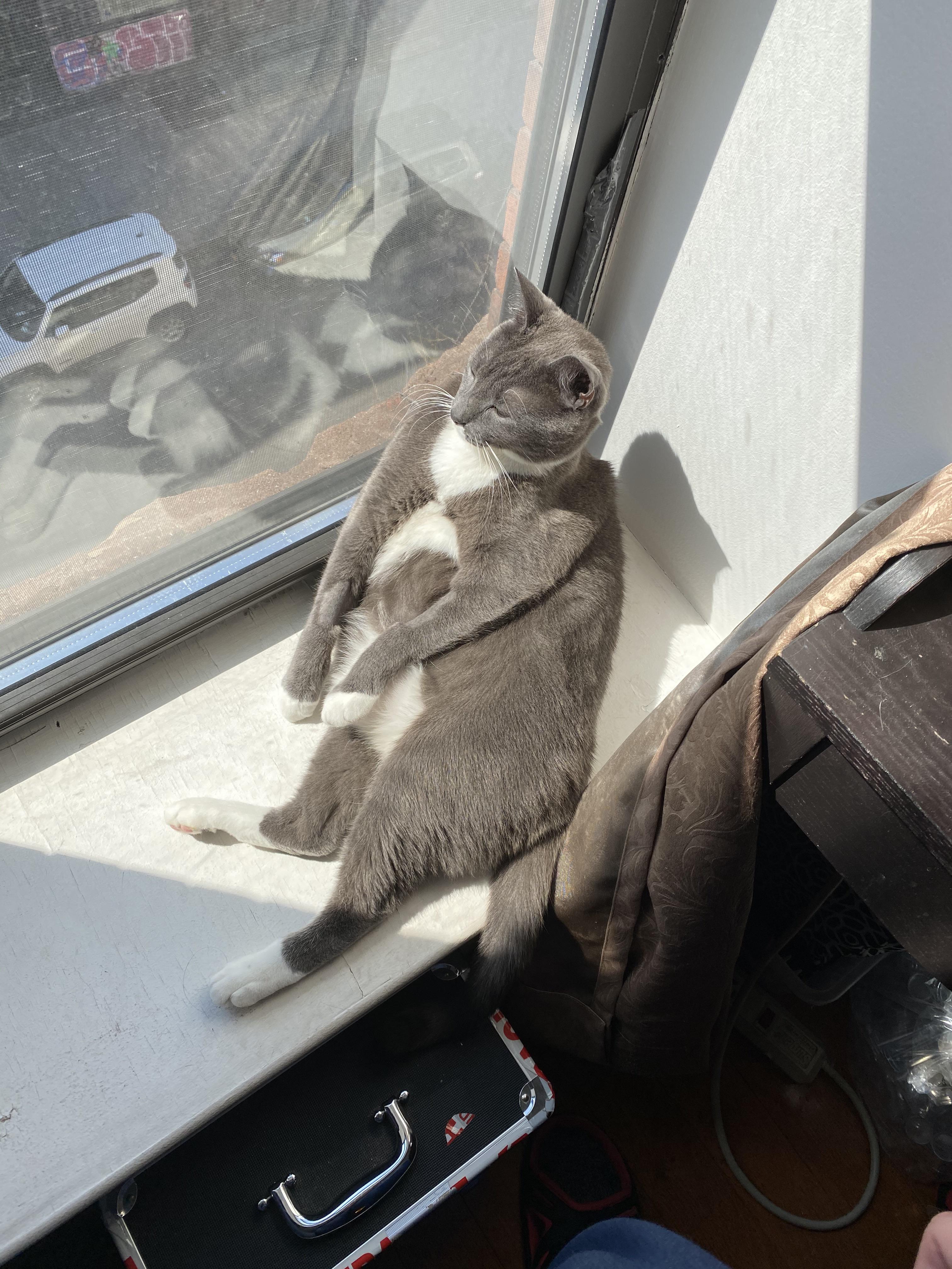 Fat cat in NYC Scrolller