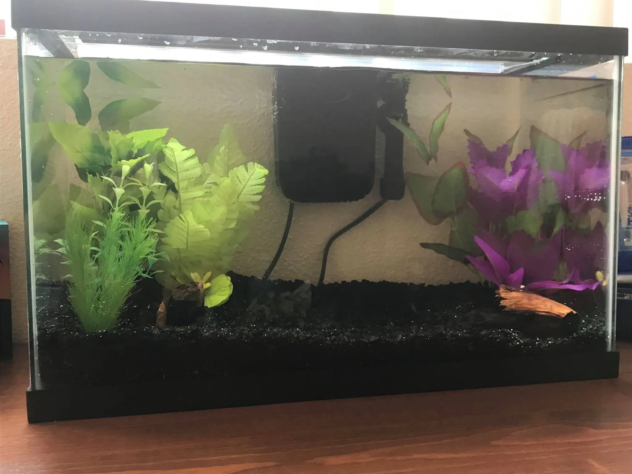 First time Betta Fish Owner, would love some tank advice! (Info in ...