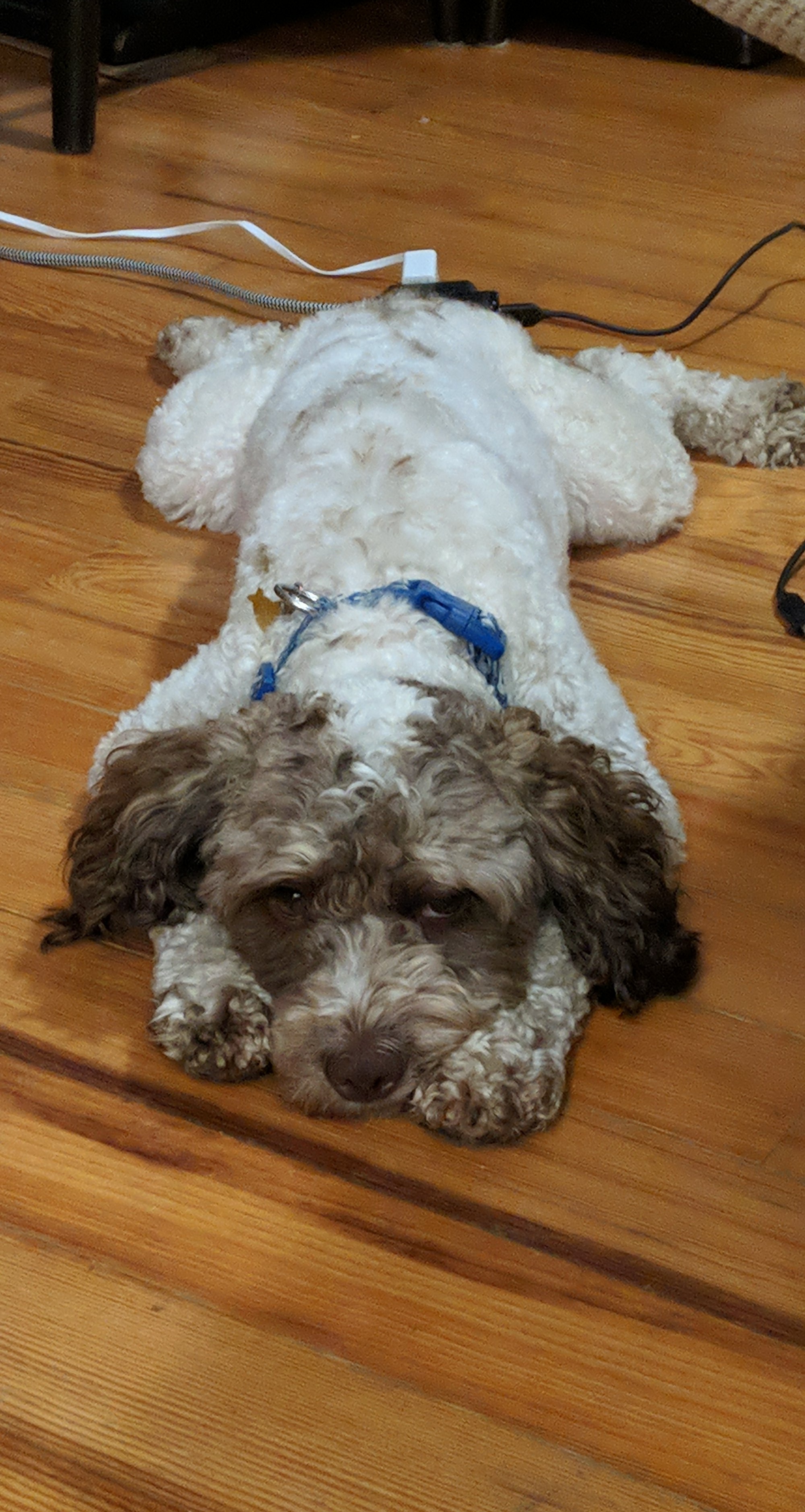 First time cockapoo owner here, adopted this good boi about a month ago ...