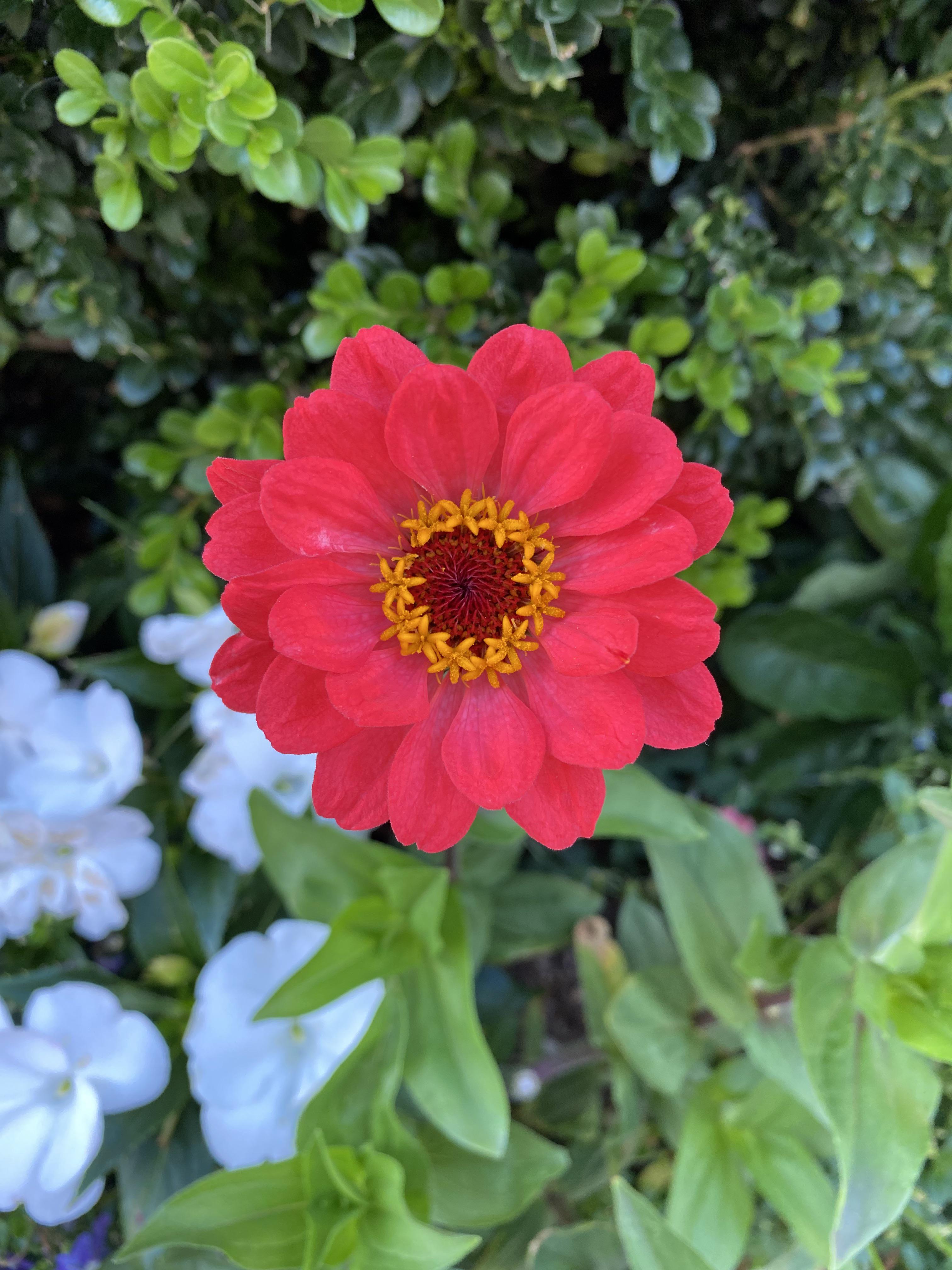 flowers growing inside a flower | Scrolller