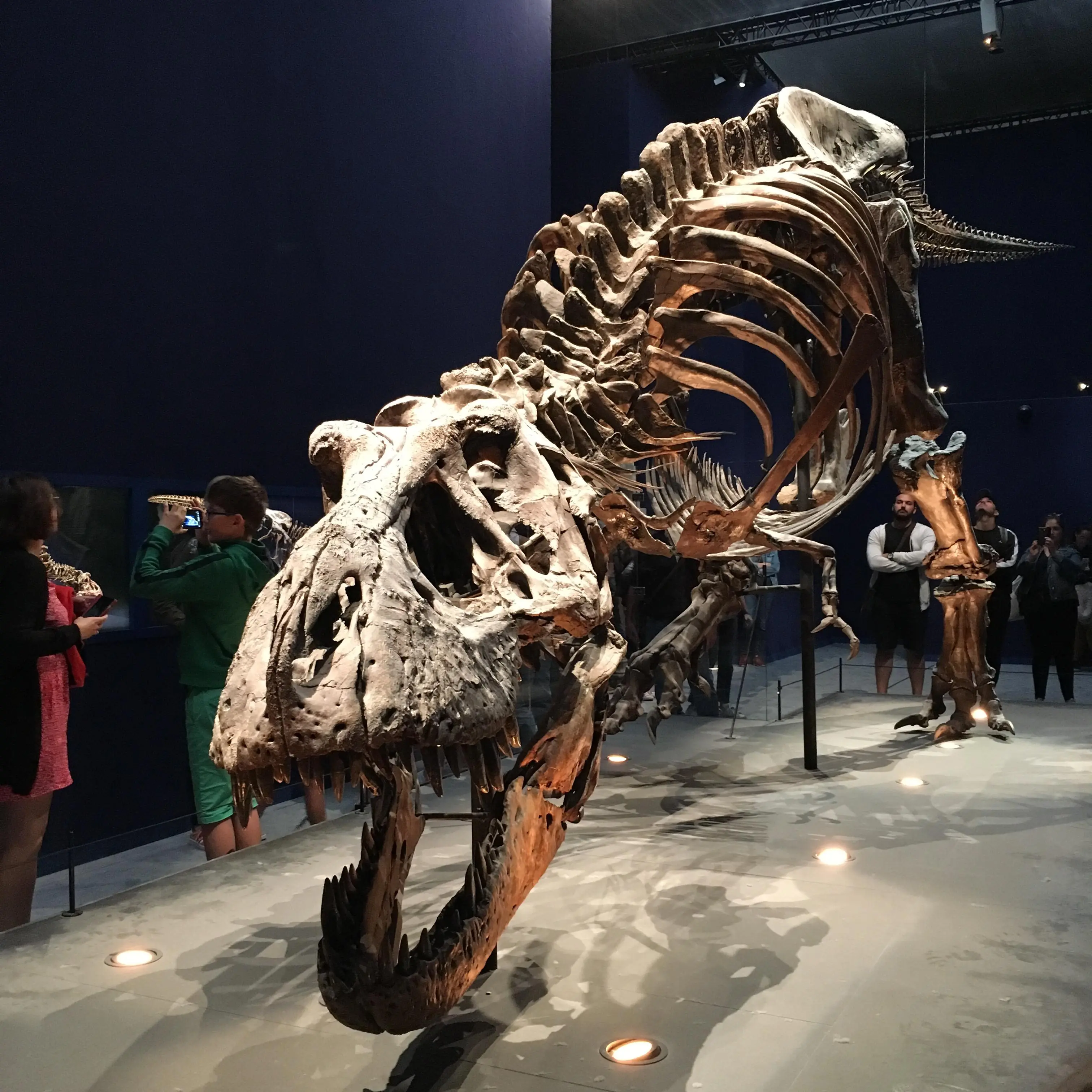 [Fluff] A real T-Rex, full complete with his bones ! How Cool is that ...