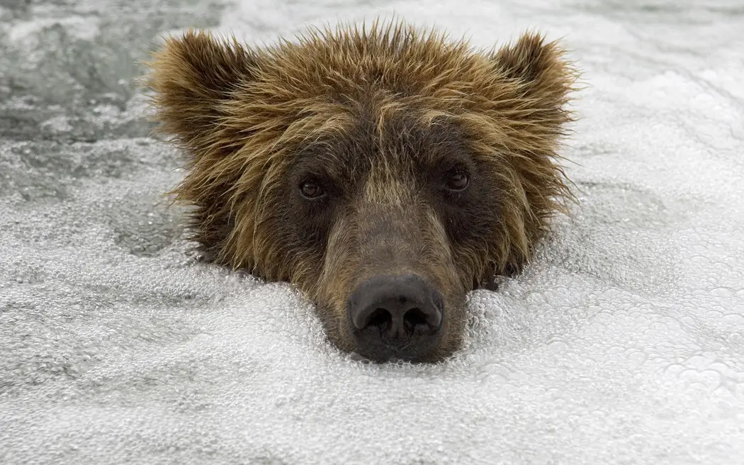 Forget shower, this is jacuzzi bear