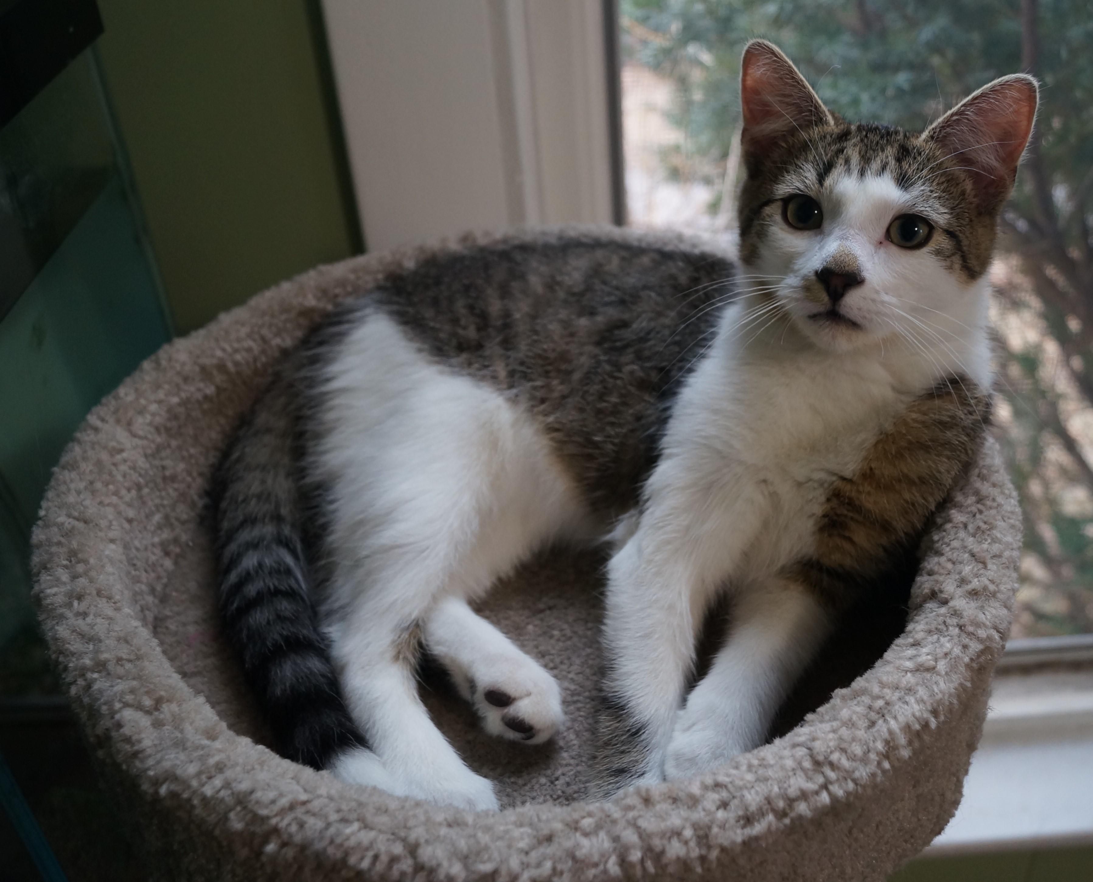 Four month old kitten who always has gunk in her eyes Rosie! Scrolller