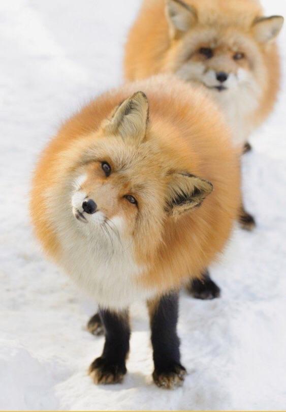 Fox floof questions your sanity | Scrolller