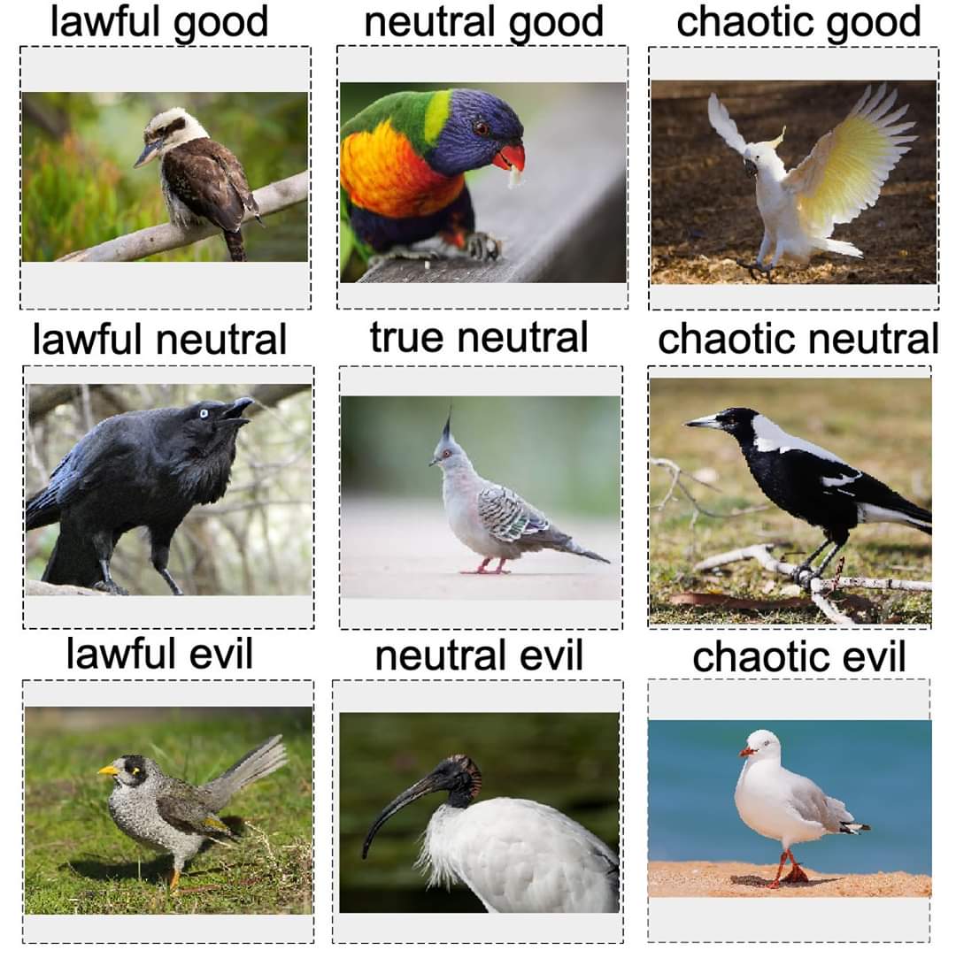 Friend made an alignment chart of common birds. | Scrolller